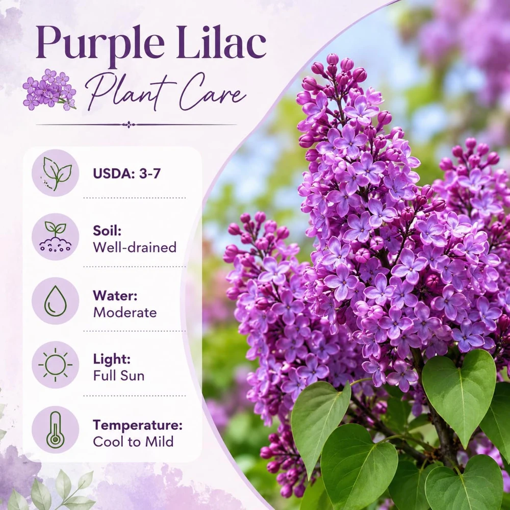 Purple Lilac Live Plant, Fragrant Flowering Shrub, 3-5 Inch Tall, 4 Inch Pot, Outdoor - Image 4