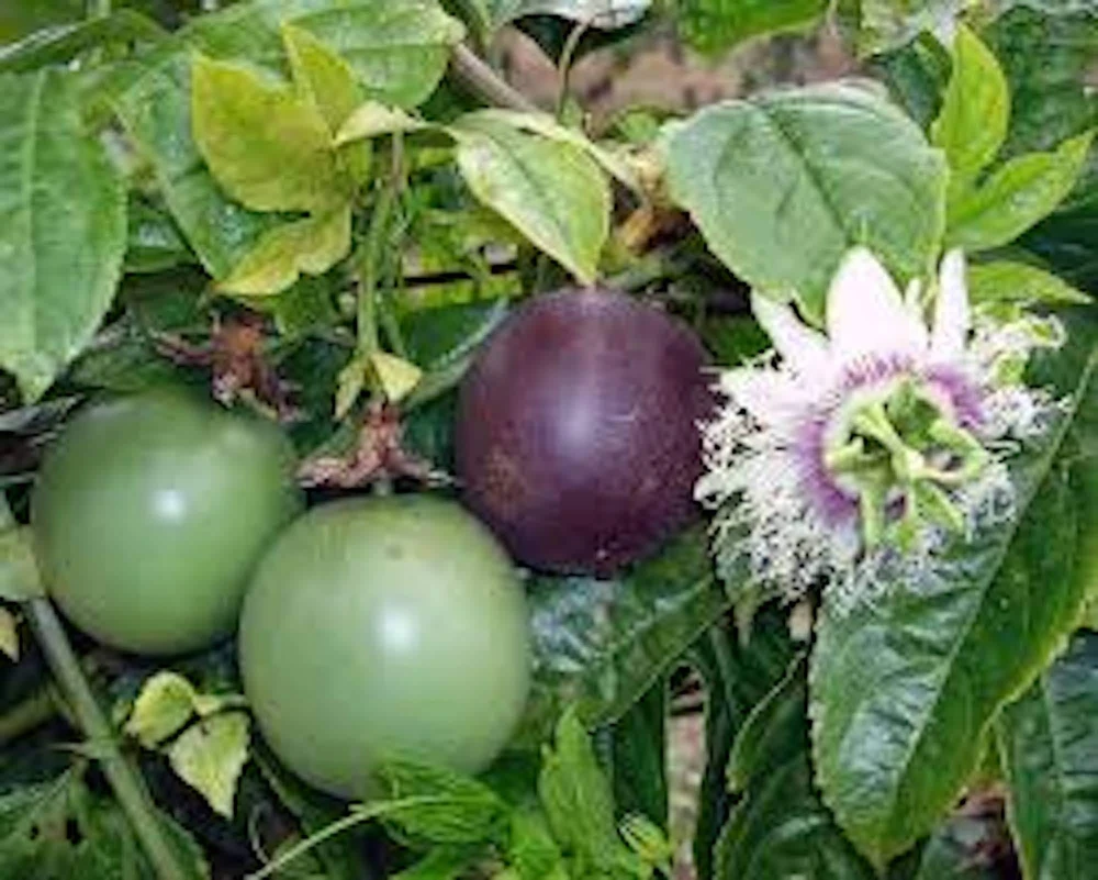 Purple Passion Fruit Live Plant – Passiflora edulis Starter – Self-Fertile Vine - Image 1