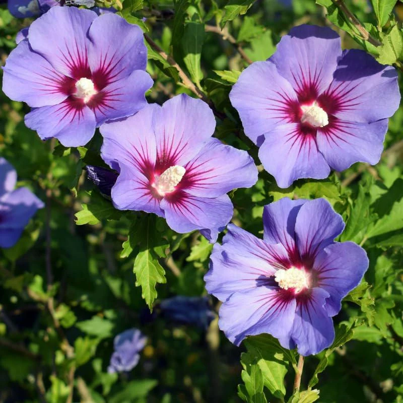 Purple Rose of Sharon Hibiscus syriacus Live Plant - 12-24" Tall Starter Plant - Image 1