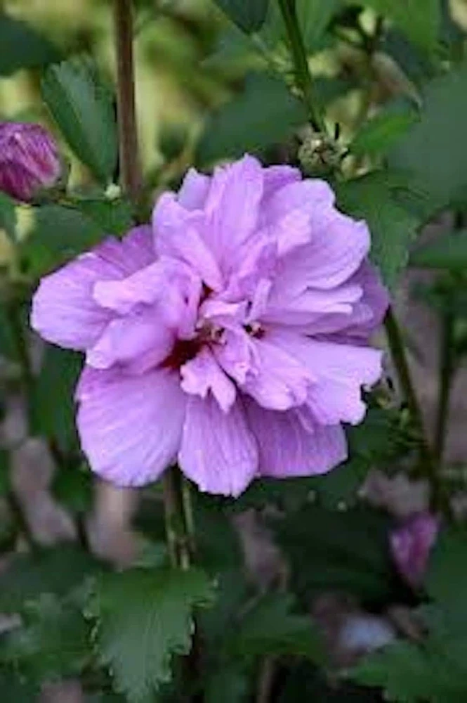 Purple Rose of Sharon Hibiscus syriacus Live Plant - 12-24" Tall Starter Plant - Image 2