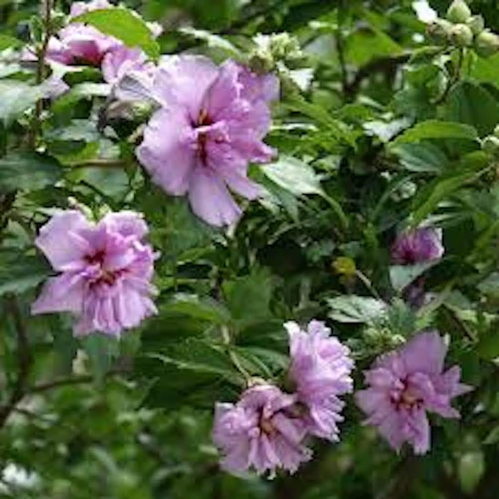 Purple Rose of Sharon Hibiscus syriacus Live Plant - 12-24" Tall Starter Plant - Image 3