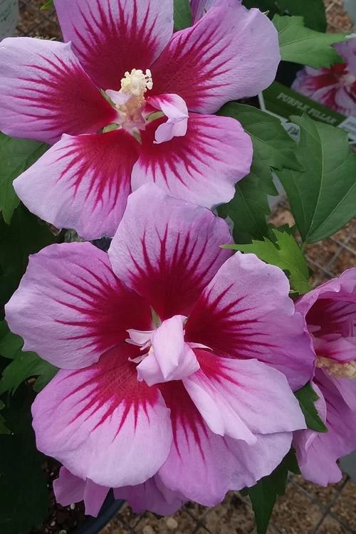 Purple Rose of Sharon Hibiscus syriacus Live Plant - 12-24" Tall Starter Plant - Image 4