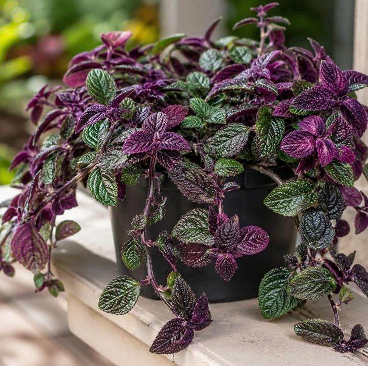 Purple Swedish Ivy Live Plant, 2-Pack, 3-6 Inch Tall, Indoor Trailing Foliage Houseplant - Image 2