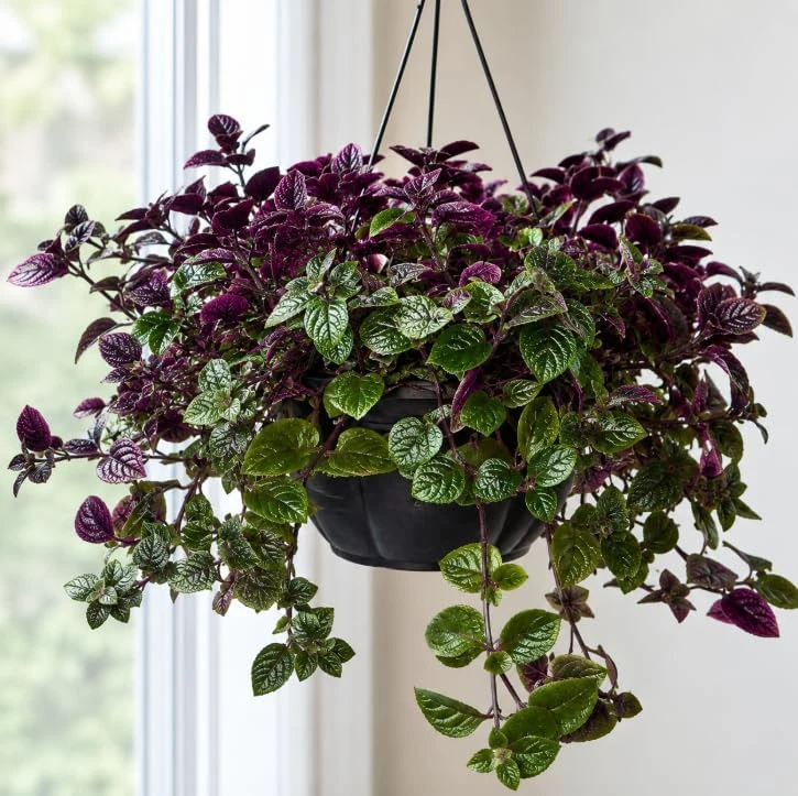 Purple Swedish Ivy Live Plant, 2-Pack, 3-6 Inch Tall, Indoor Trailing Foliage Houseplant - Image 1