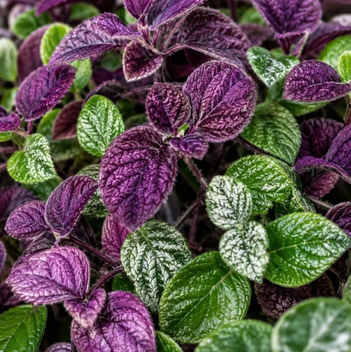 Purple Swedish Ivy Live Plant - 2 Plants Per Pot, 3-6 Inch Tall, 4 Inch Pot, Easy Care Trailing Houseplant - Image 2