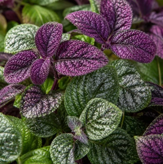 Purple Swedish Ivy Live Plant - 2 Plants Per Pot, 3-6 Inch Tall, 4 Inch Pot, Easy Care Trailing Houseplant - Image 4