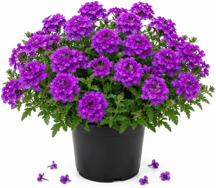 Purple Verbena Live Plant 4-6 Inch Tall – Vibrant Purple Flowering Garden Plant for Outdoor - Image 1