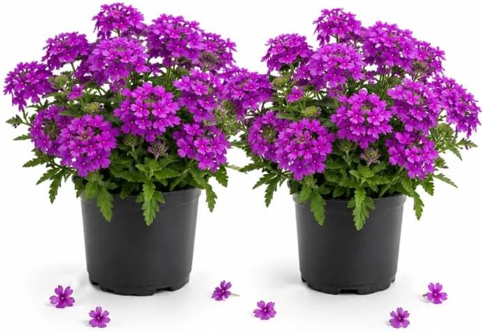 Purple Verbena Live Plants - 2 Pots, 4-6 Inch Tall, Outdoor Flowering Garden Plant - Image 1