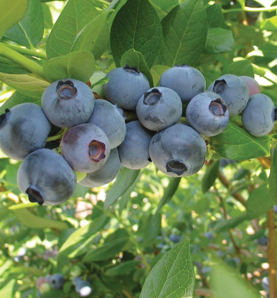 Rebel Blueberry Starter Plug Vaccinium corymbosum Live Plant – Southern Highbush - Image 1