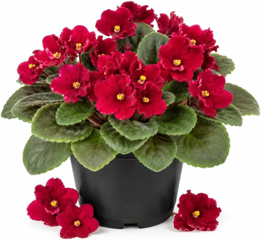 Red African Violet Live Plant - 3-5 Inches, 4 Inch Pot, Indoor Flowering Houseplant - Image 1