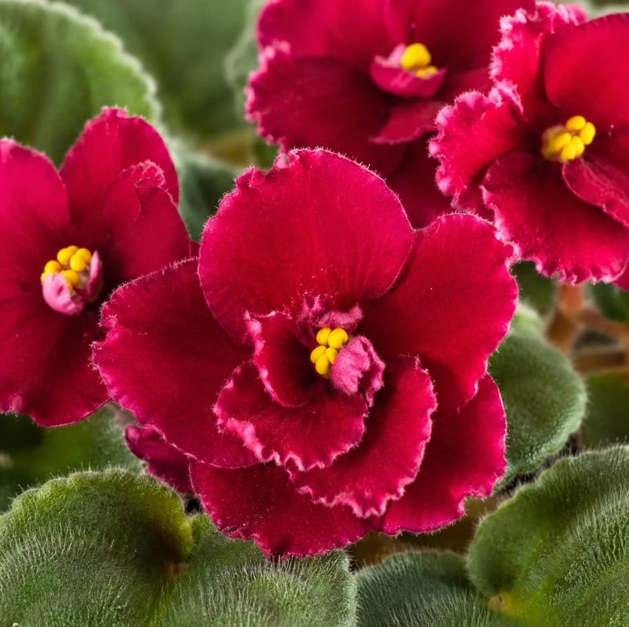 Red African Violet Live Plant - 3-5 Inches, 4 Inch Pot, Indoor Flowering Houseplant - Image 2