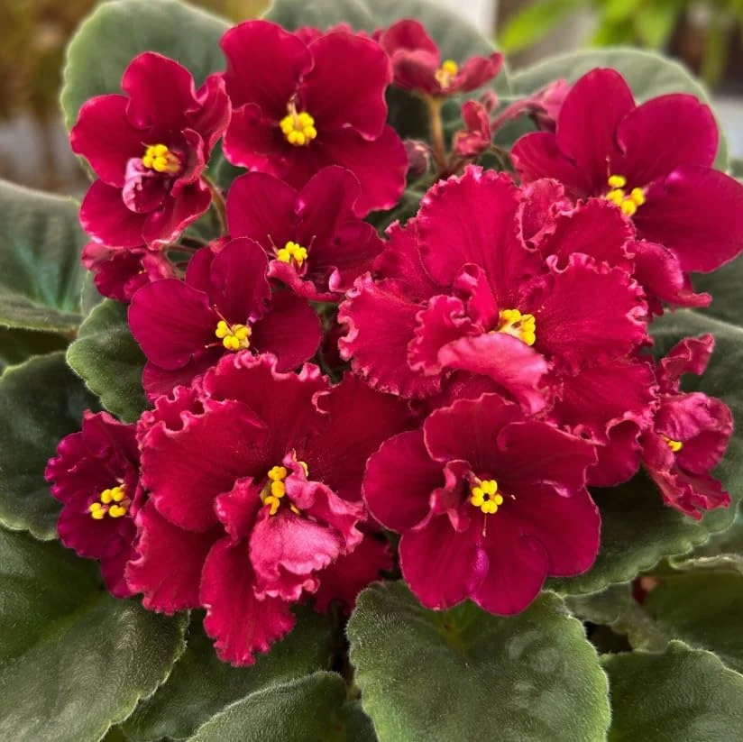 Red African Violet Live Plant - 3-5 Inches, 4 Inch Pot, Indoor Flowering Houseplant - Image 3