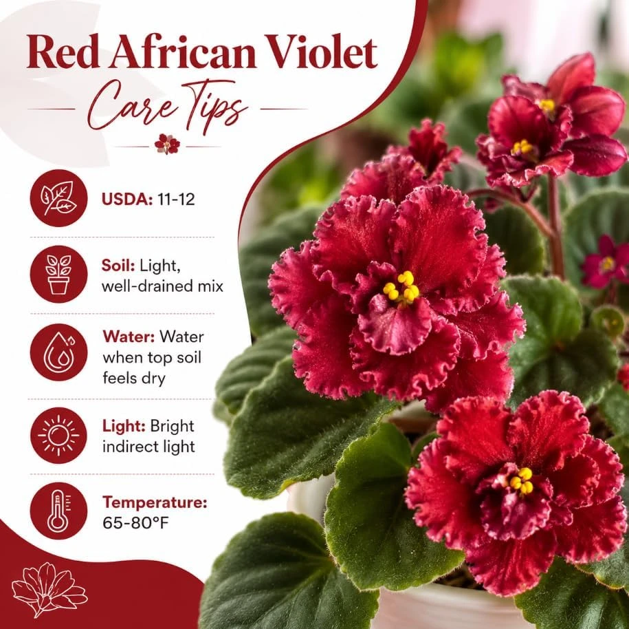 Red African Violet Live Plant - 3-5 Inches, 4 Inch Pot, Indoor Flowering Houseplant - Image 6