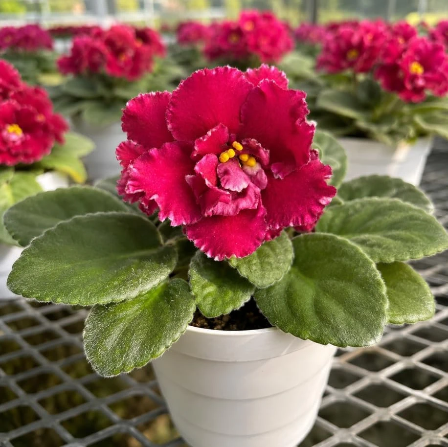 Red African Violet Live Plant - 3-5 Inches, 4 Inch Pot, Indoor Flowering Houseplant - Image 7