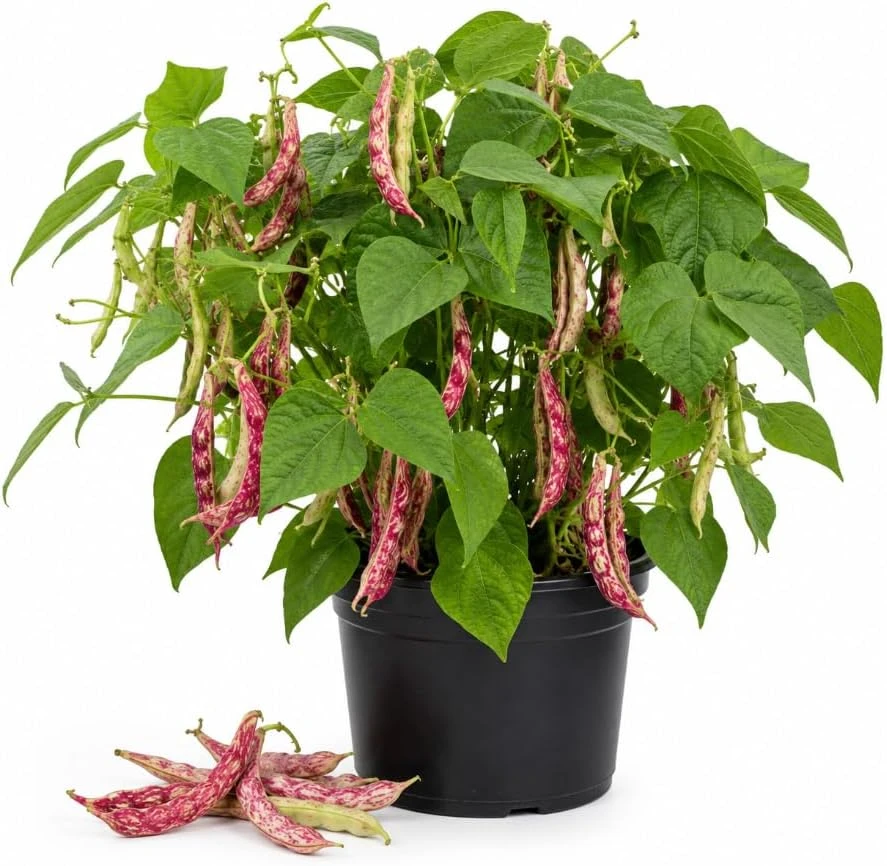Red Bean Live Plant - 3-5 Inches Tall, 4 Inch Pot - Vegetable Starter Plant for Outdoor Gardens - Image 1