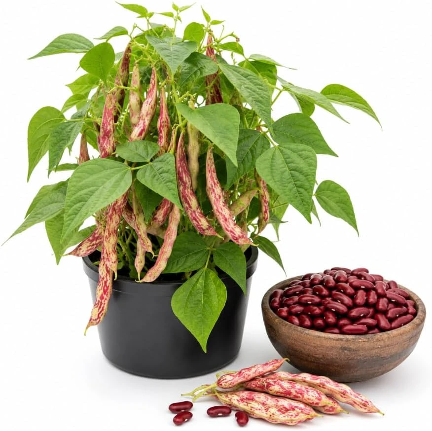 Red Bean Live Plant – 3-5 Inches Tall Potted Seedling – Outdoor Vegetable - Image 1