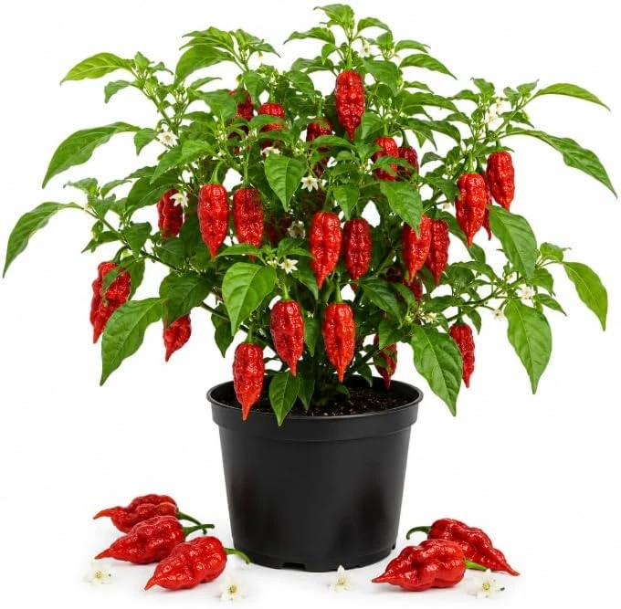 Red Bhut Jolokia Ghost Pepper Live Plants - 2 Per Pot, 3-5 Inch Tall Chili Seedlings for Garden - Image 1