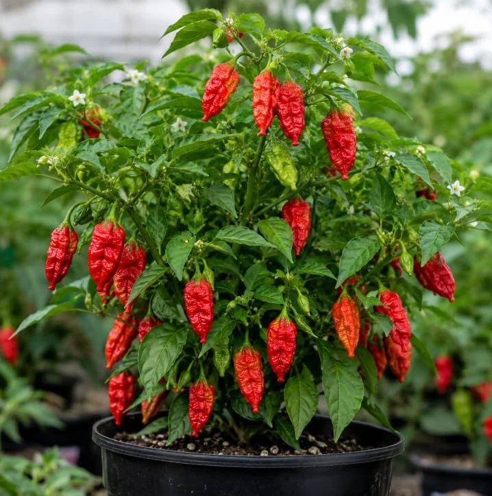Red Bhut Jolokia Ghost Pepper Live Plants - Pack of 2, 3-5 Inch Tall Seedlings for Patio & Garden - Image 5