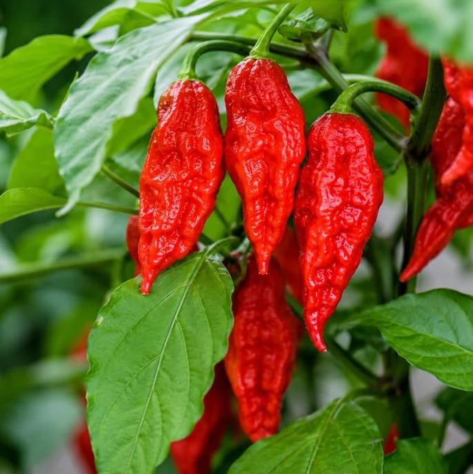 Red Bhut Jolokia Ghost Pepper Live Plants - Pack of 2, 3-5 Inch Tall Seedlings for Patio & Garden - Image 6