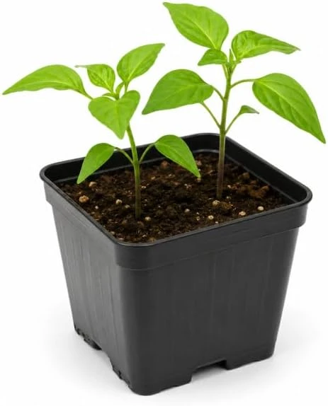 Red Biquinho Pepper Live Plants - 2 Pack, 3-6 Inch Chili Seedlings for Garden - Image 5
