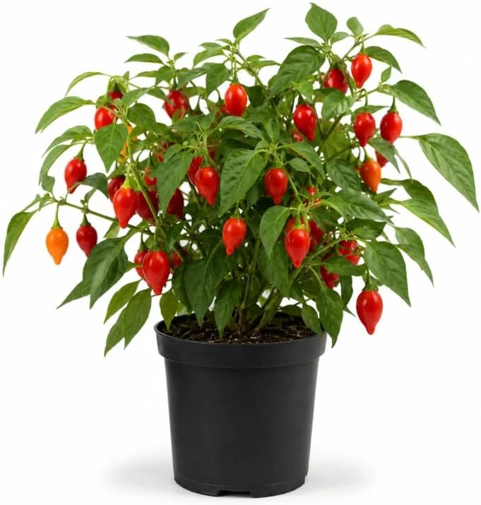 Red Biquinho Pepper Live Plants - 2 Pack, 3-6 Inch Chili Seedlings for Garden - Image 1