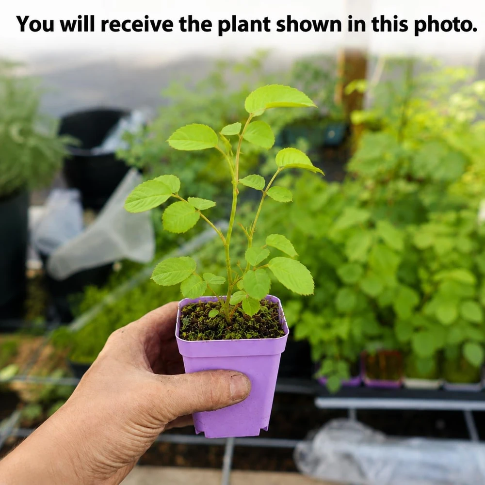 Red Climbing Roses Plant – Fragrant Rose Bush – Perennial – Live Plant – 2-4 Inch Tall - Image 2