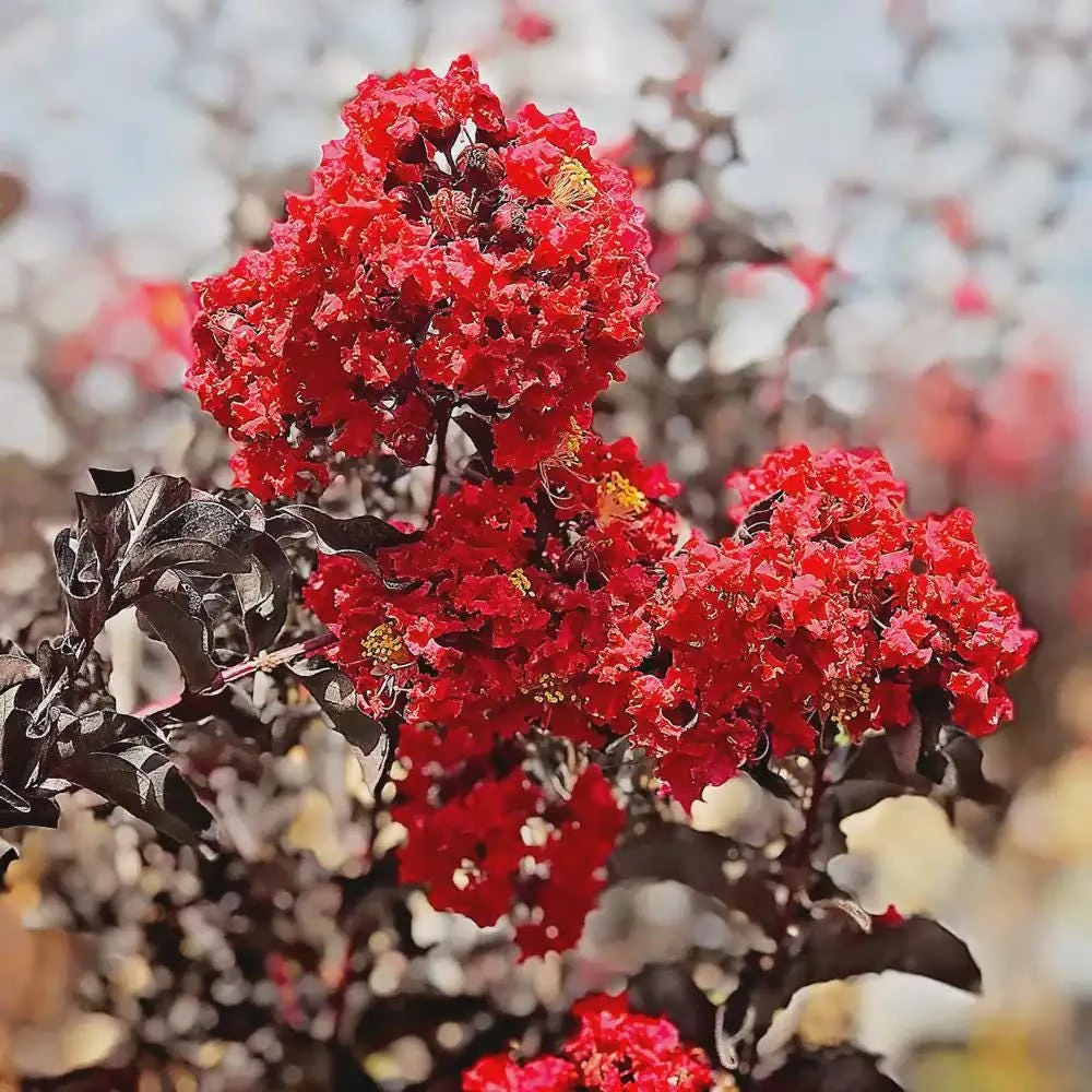 Red Crape Myrtle Live Plant - 12-24" Bush Starter Plug - Outdoor Flowering Shrub - Image 1