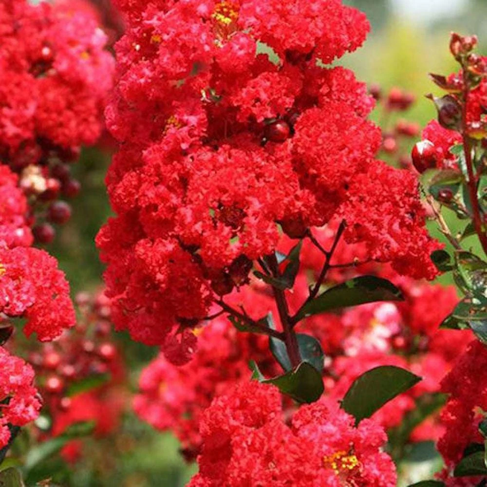 Red Crape Myrtle Live Plant โ 5 Pack 12-18 inch Bush Starter Plug โ Outdoor - Image 2
