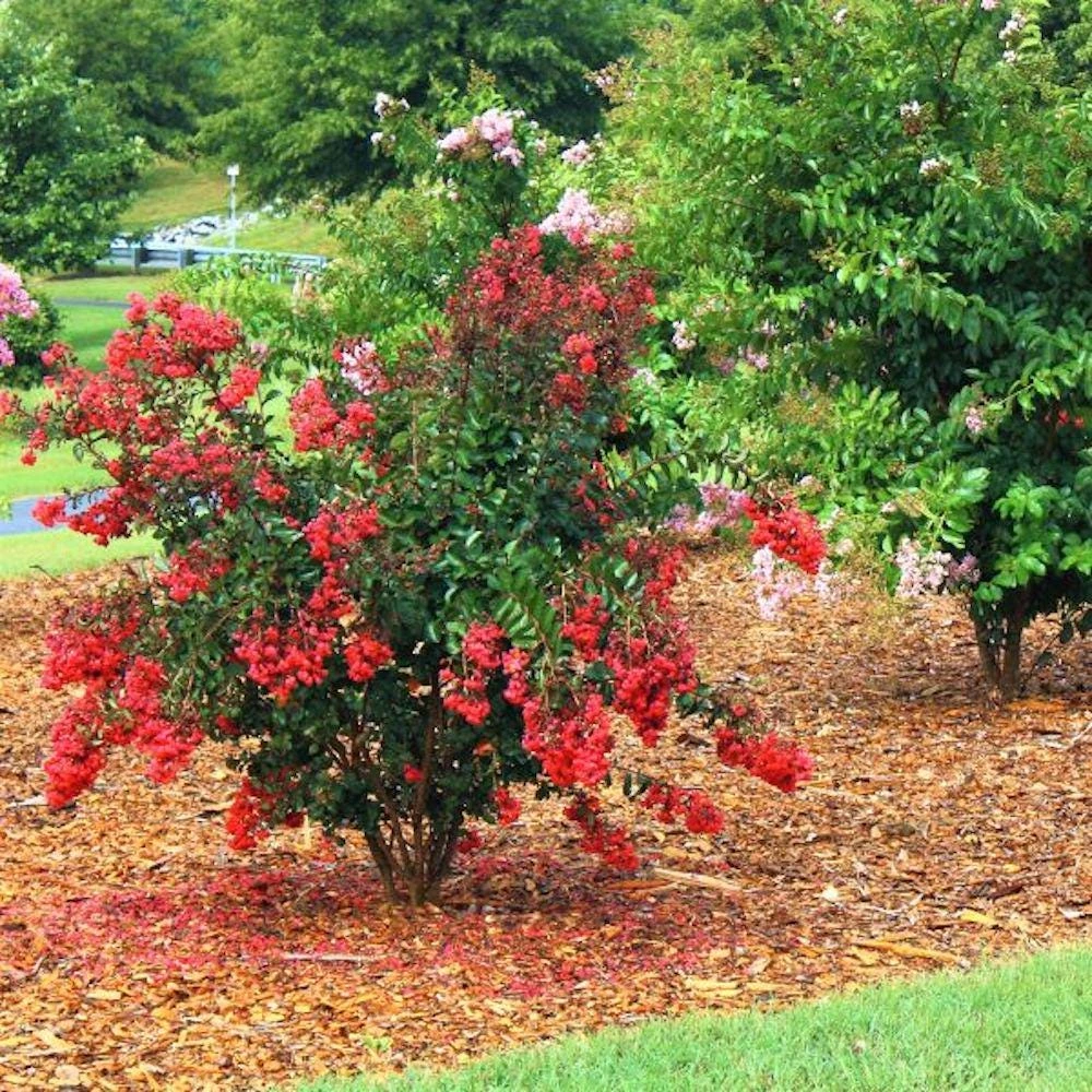 Red Crape Myrtle Live Plant โ 5 Pack 12-18 inch Bush Starter Plug โ Outdoor - Image 6