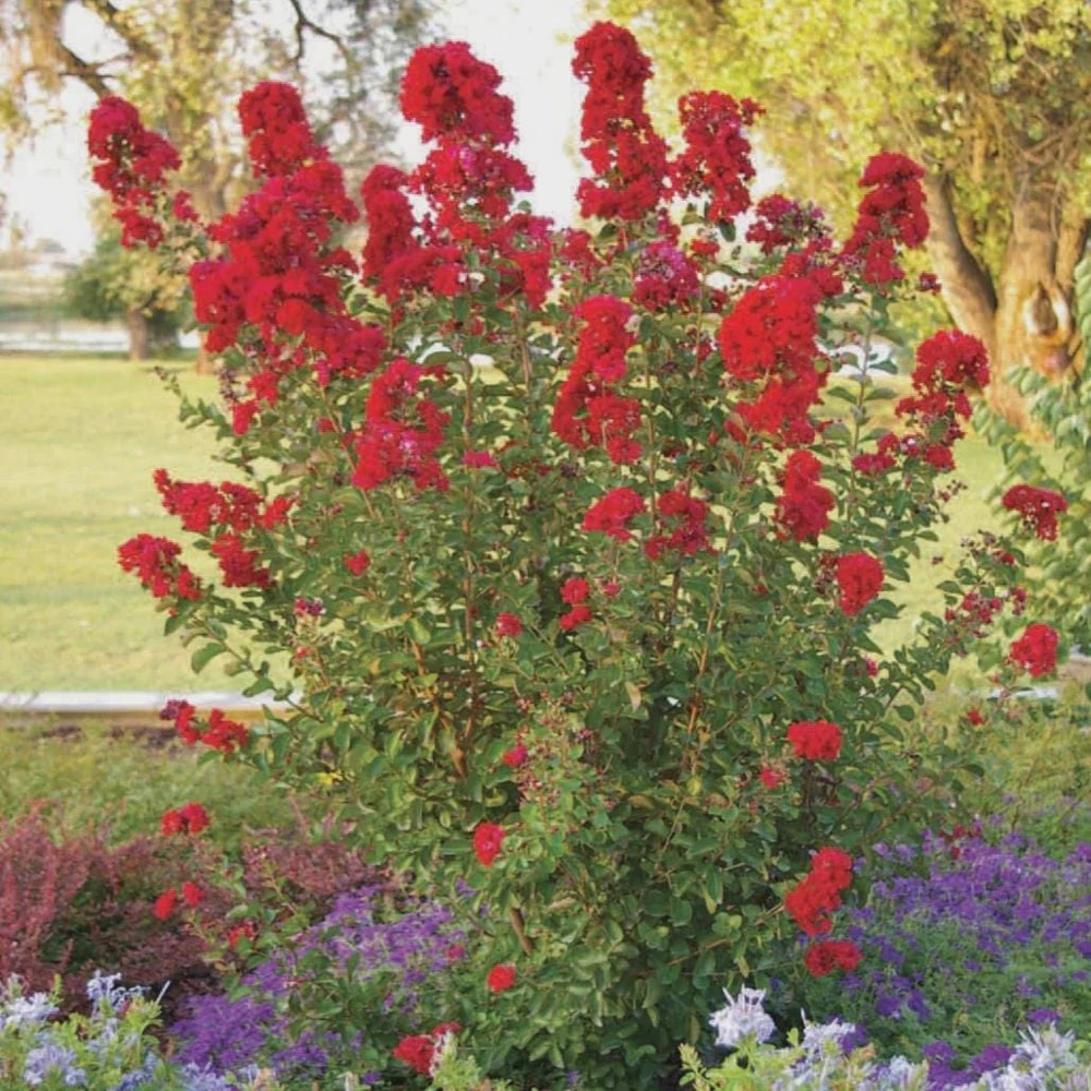 Red Crape Myrtle Live Plant โ 5 Pack 12-18 inch Bush Starter Plug โ Outdoor - Image 7