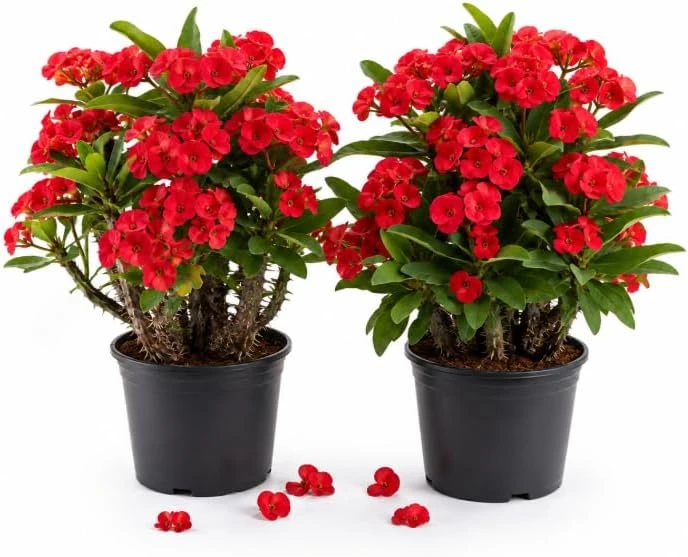 Red Crown of Thorns Live Plant - 2 Euphorbia Milii Succulents 4-6 Inch Tall in 4 Inch Pot - Image 1