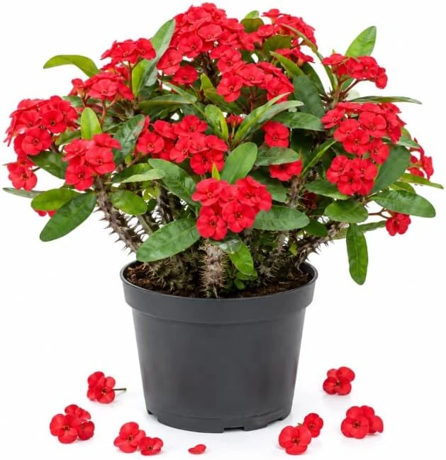 Red Crown of Thorns Live Plant 4-6 Inch Tall - Euphorbia Milii Succulent in 4 Inch Pot for Indoor & Outdoor - Image 1