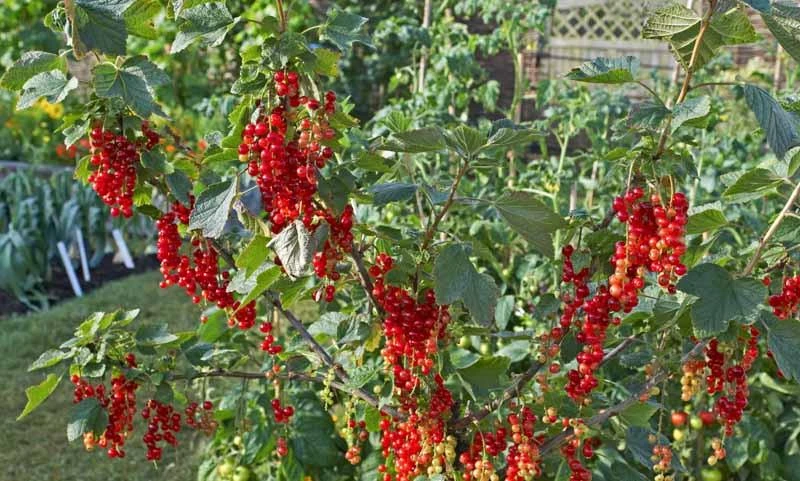 Red Currant Shrub Live Plant - Ribes rubrum 6-12" Tall Bare Root - Image 2