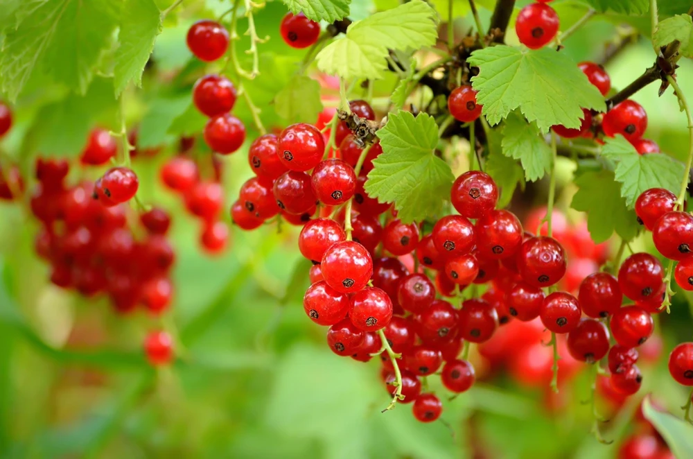 Red Currant Shrub Live Plant - Ribes rubrum 6-12" Tall Bare Root - Image 5
