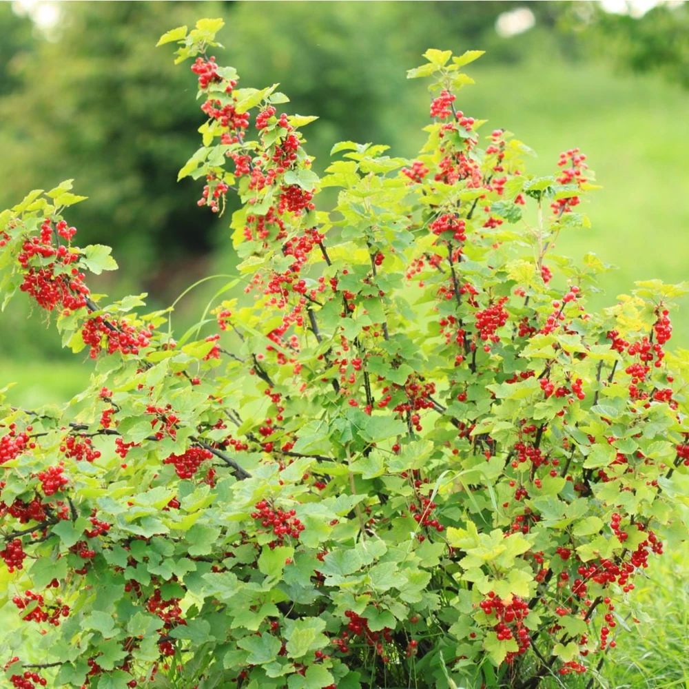 Red Currant Shrub Live Plant - Ribes rubrum 6-12" Tall Bare Root - Image 7