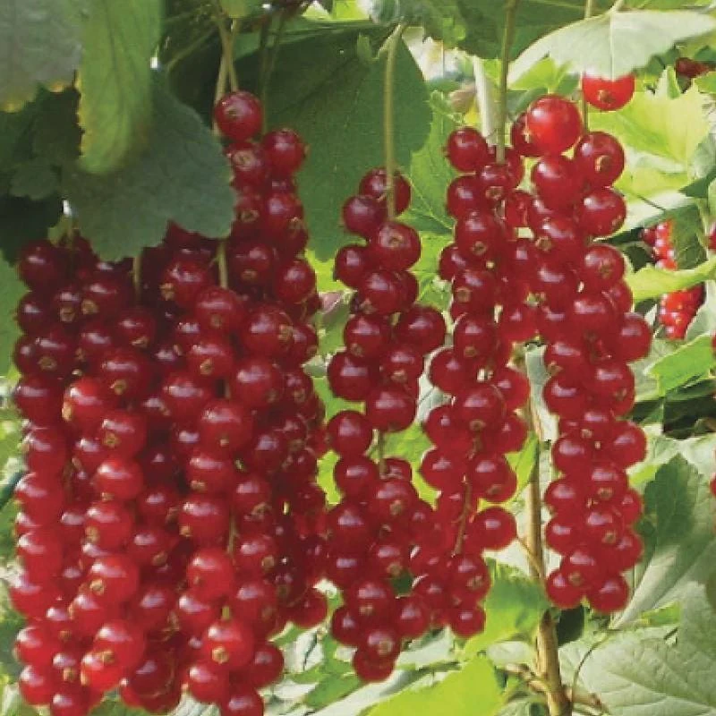 Red Currant Shrub Live Plant - Ribes rubrum 6-12" Tall Bare Root - Image 8
