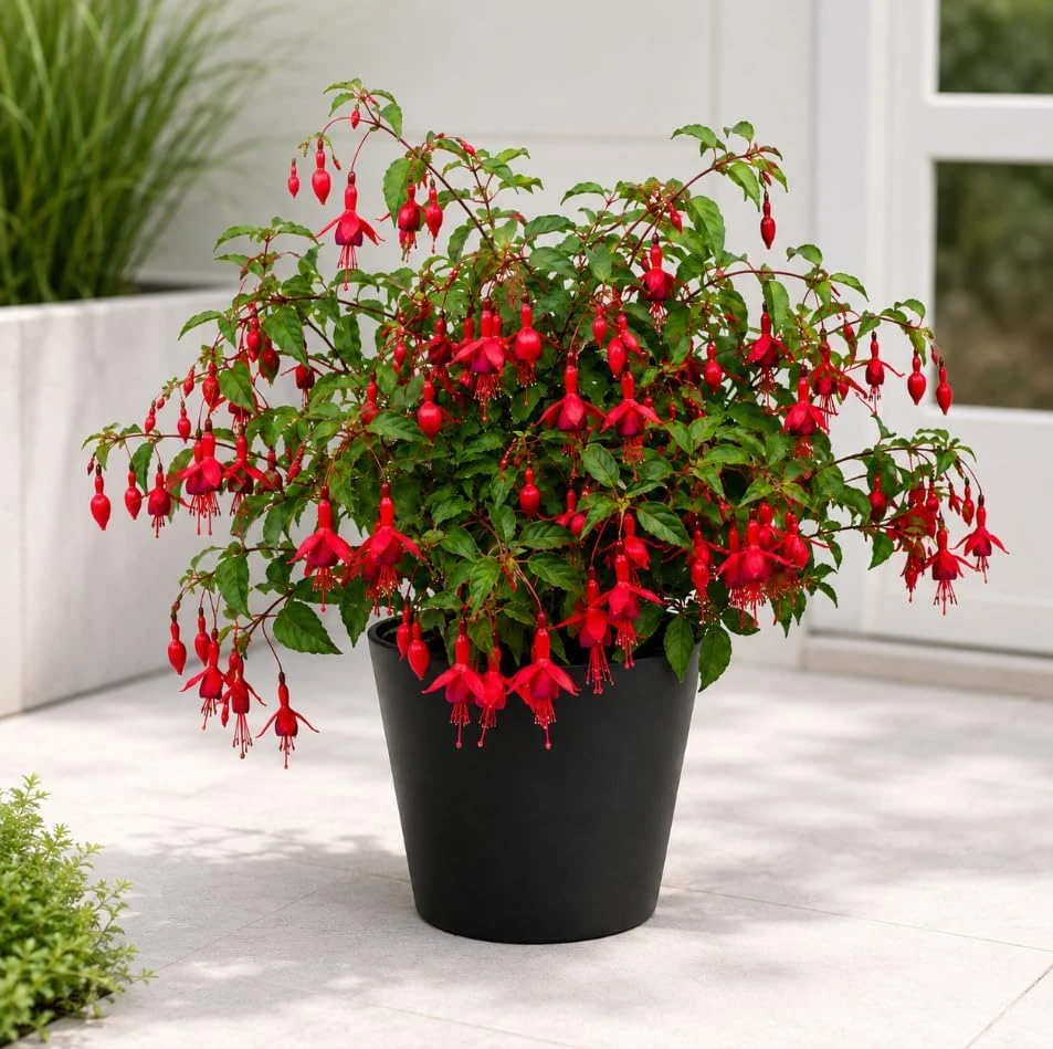 Red Fuchsia Live Plant - 4-6 inch Tall, 5 Inch Pot, Red Flowers - Image 6