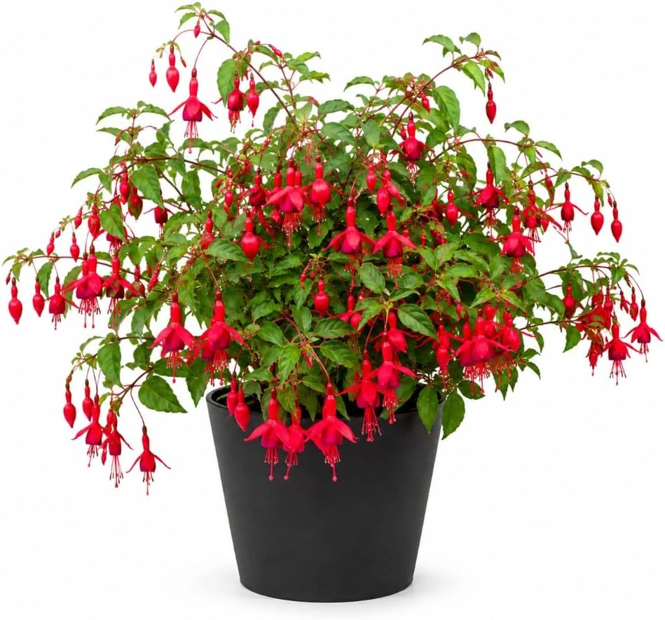Red Fuchsia Live Plant - 4-6 inch Tall, 5 Inch Pot, Red Flowers - Image 1