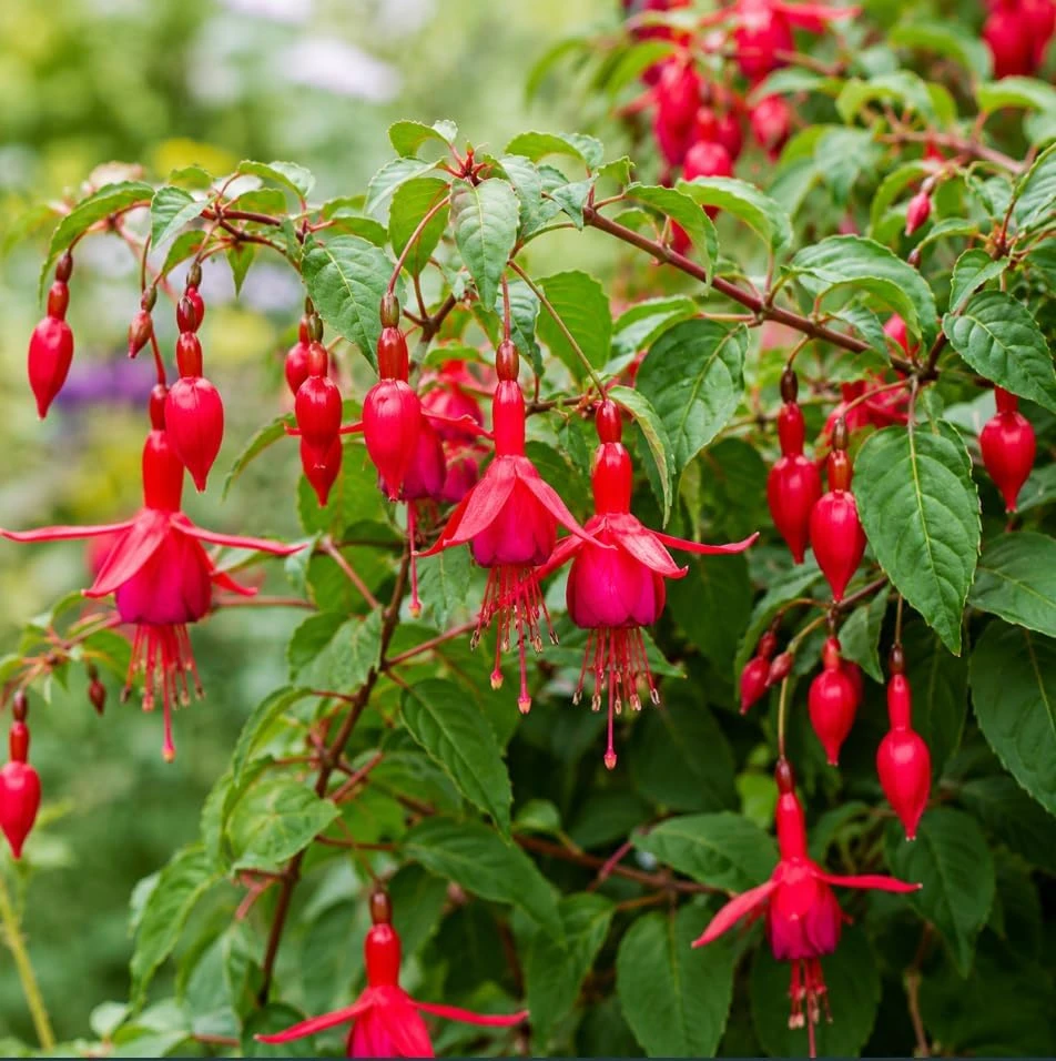 Red Fuchsia Live Plant – 4-6 Inch Tall in 5 Inch Pot – Vibrant Outdoor Flower - Image 1