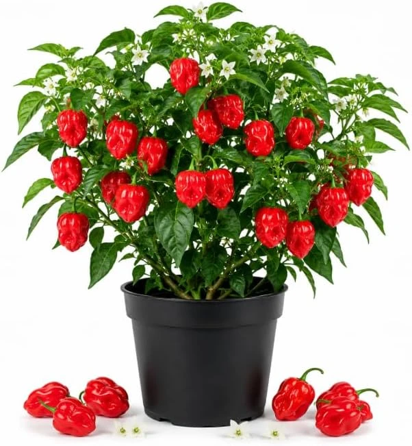 Red Habanero Pepper Live Plants - 2-Pack Hot Chili Seedlings 3-6 Inches Tall for Garden & Containers - Image 1