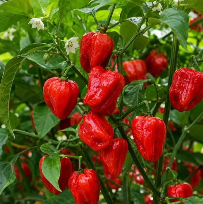 Red Habanero Pepper Live Plants - 2-Pack Hot Chili Seedlings 3-6 Inches Tall for Garden & Containers - Image 5