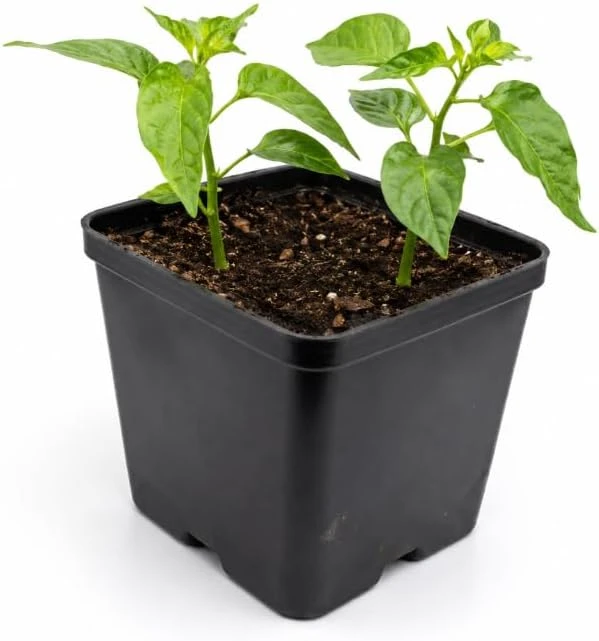 Red Habanero Pepper Live Plants - 2-Pack Hot Chili Seedlings 3-6 Inches Tall for Garden & Containers - Image 6