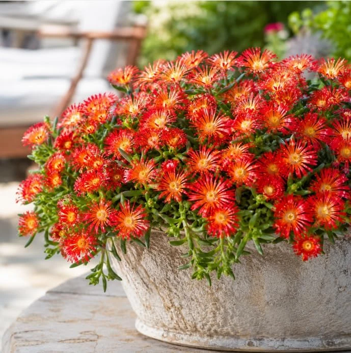 Red Ice Plant Live - Succulent Ground Cover, Bright Red Flowers, 3-6 Inch Tall, 4 Inch Pot - Image 3