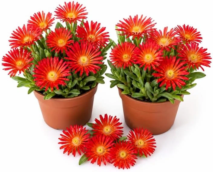 Red Ice Plants Live Plant, 2 Pots, 3-6 Inch Tall Succulent Ground Cover, Bright Red Flowers - Image 1