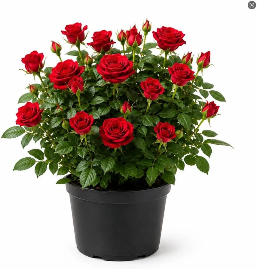 Red Mini Rose Live Plant – 4-6 Inches Tall, 4 Inch Pot, Miniature Flowering Bush - Image 1