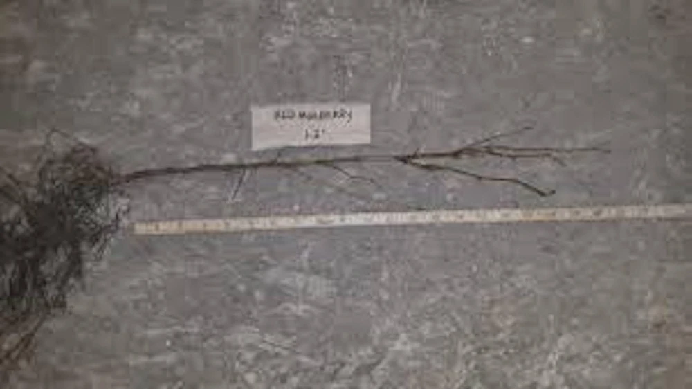 Red Mulberry Tree Live Plant 12-24" Tall Morus rubra Fruit Tree Outdoor - Image 2