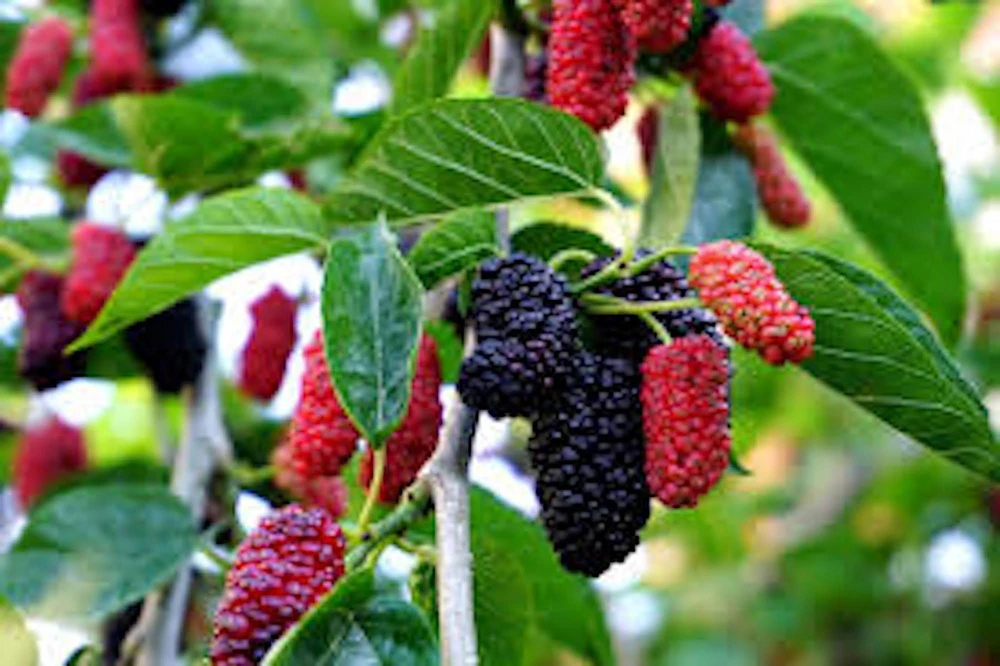 Red Mulberry Tree Live Plant 12-24" Tall Morus rubra Fruit Tree Outdoor - Image 3