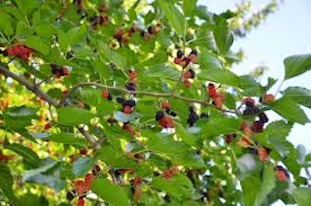 Red Mulberry Tree Live Plant 12-24" Tall Morus rubra Fruit Tree Outdoor - Image 4