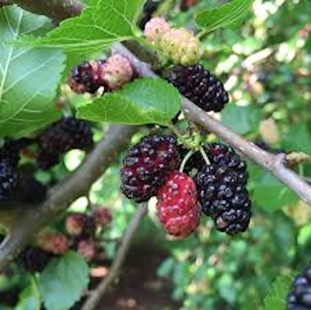 Red Mulberry Tree Live Plant - Morus rubra - 12-24in Tall Fruit Tree (Quart Pot) - Image 1