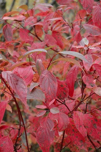 Red Osier Dogwood Shrub Bare Root Plant 12-24in - Cornus sericea Outdoor - Image 4